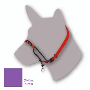 Black Dog Training Halter Purple